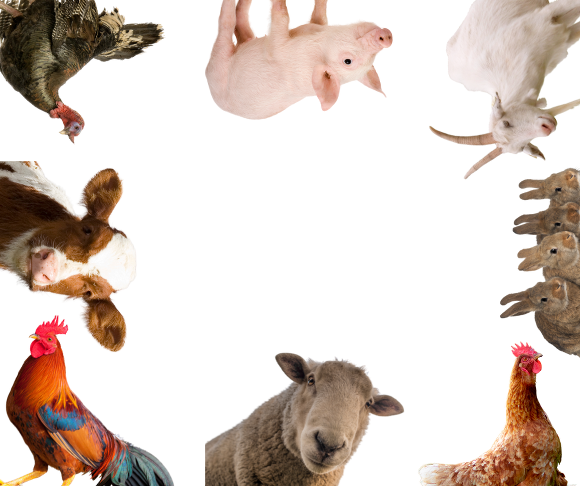 Kit Abbeveratoio Automatico Per Animali Da Cortile: Serbatoio 8 Litri, Tubo E Raccorderia Inclusi